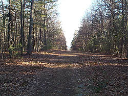 Main trail from Edmands Road